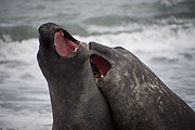 Picture 'Ant1_1_01522 Elephant Seal, Mirounga leonina, Southern Elephant Seal, Antarctica and sub-Antarctic islands, South Georgia, Gold Harbour'